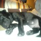 2 meses